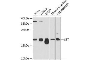 Western blot analysis of extracts of various cell lines using SST Polyclonal Antibody at dilution of 1:1000. (Somatostatin anticorps)