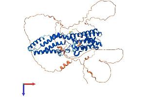 AlphaFold protein structure predicition of Human Recombinant BEST3 Protein, UniprotID Q8N1M1