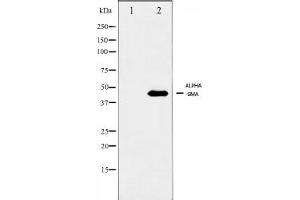 Western blot analysis on JK using alpha-SMA antibody ,The lane on the left is blocked with the antigen-specific peptide.