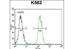 anti-Transmembrane Protein 151B (TMEM151B) (AA 127-155), (N-Term) antibody