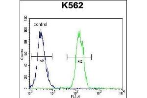 TMEM151B Antibody (N-term) (ABIN655193 and ABIN2844809) flow cytometric analysis of K562 cells (right histogram) compared to a negative control cell (left histogram). (TMEM151B anticorps  (N-Term))