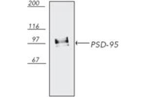 Western blot analysis of bovine brain tissue extract, probed with PSD-95 mAb (6G6-1C9). (DLG4 anticorps)