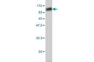 Western Blot detection against Immunogen (119.