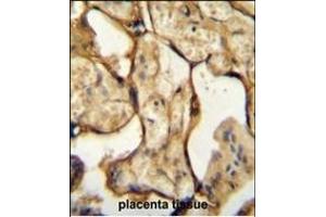 anti-Chorionic Somatomammotropin Hormone 1 (Placental Lactogen) (CSH1) (AA 177-204), (C-Term) antibody