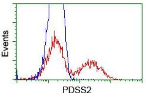 HEK293T cells transfected with either RC207892 overexpress plasmid (Red) or empty vector control plasmid (Blue) were immunostained by anti-PDSS2 antibody (ABIN2455313), and then analyzed by flow cytometry. (PDSS2 anticorps)