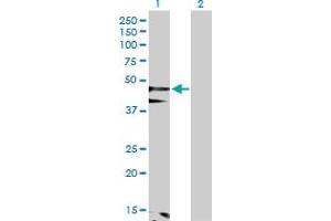 Western Blot analysis of FLOT1 expression in transfected 293T cell line by FLOT1 MaxPab polyclonal antibody. (Flotillin 1 anticorps  (AA 1-427))