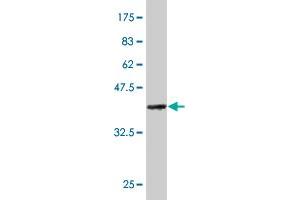 Western Blot detection against Immunogen (36.