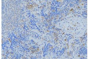 ABIN6276777 at 1/100 staining Human lymph node tissue by IHC-P. (GSTA1 anticorps  (N-Term))