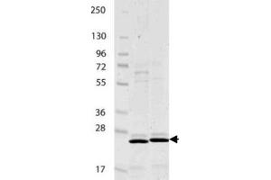 IL-27/p28 Mouse Recombinant Protein - SDS-PAGE. (IL-27 Protéine)