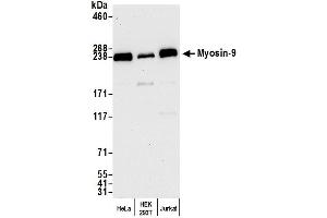 Western Blotting (WB) image for anti-Myosin 9 (MYH9) (AA 1900-1950) antibody (ABIN7450474) (Myosin 9 anticorps  (AA 1900-1950))