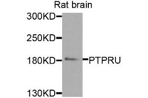 Western blot analysis of extracts of rat brain, using PTPRU antibody (ABIN5974930) at 1/1000 dilution. (PTPRU anticorps)