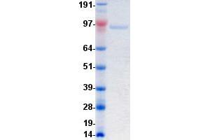 Validation with Western Blot