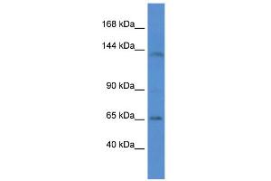 WB Suggested Anti-Itga7 Antibody   Titration: 1.