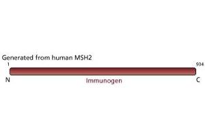 Image no. 1 for anti-Mismatch Repair Protein 2 (MSH2) antibody (ABIN967509) (MSH2 anticorps)