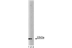 Western blot analysis of Ninjurin on HepG2 lysate. (NINJ1 anticorps  (AA 1-152))