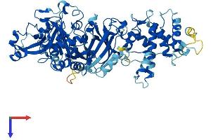 AlphaFold protein structure predicition of Mouse Recombinant Capn8 Protein, UniprotID Q91VA3