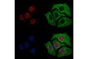 ABIN7094786 and ABIN7098837 staining Hela cells by IF/ICC. (TFAP4 anticorps  (C-Term))