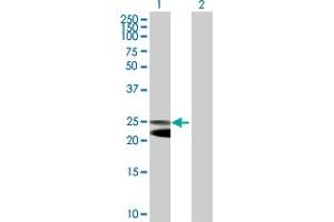 Western Blot analysis of NFAM1 expression in transfected 293T cell line by NFAM1 MaxPab polyclonal antibody. (NFAM1 anticorps  (AA 1-270))