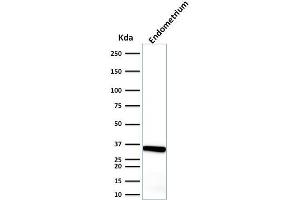 anti-Calponin 1 (CNN1) antibody