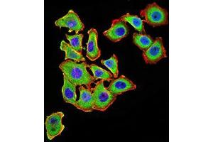 Immunofluorescence analysis of HL-7702 cells using UCP3 mouse mAb (green). (UCP3 anticorps  (AA 1-113, AA 217-312))