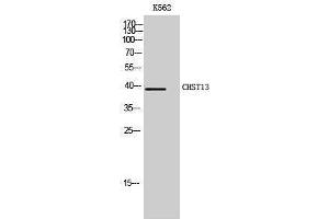 Western Blotting (WB) image for anti-Carbohydrate (Chondroitin 4) Sulfotransferase 13 (CHST13) (Internal Region) antibody (ABIN3183915) (CHST13 anticorps  (Internal Region))