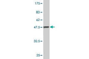 Western Blot detection against Immunogen (41.