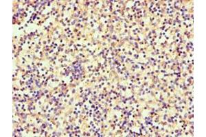 Immunohistochemistry of paraffin-embedded human spleen tissue using ABIN7168880 at dilution of 1:100 (SRGN anticorps  (AA 28-158))