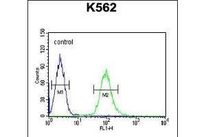 anti-Katanin P60 Subunit A-Like 1 (KATNAL1) (AA 137-166), (N-Term) antibody