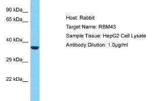 Host: Rabbit Target Name: RBM43 Sample Type: HepG2 Whole Cell lysates Antibody Dilution: 1. (RBM43 anticorps  (N-Term))