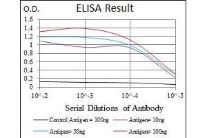 anti-Hexosaminidase A (HEXA) antibody
