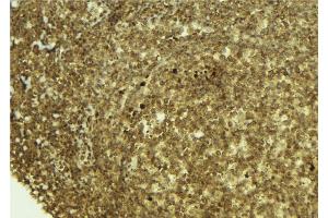 ABIN6273374 at 1/100 staining Mouse pancreas tissue by IHC-P. (PSPC1 anticorps  (C-Term))