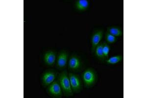 Immunofluorescent analysis of A549 cells using ABIN7153339 at dilution of 1:100 and Alexa Fluor 488-congugated AffiniPure Goat Anti-Rabbit IgG(H+L)