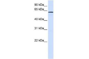 FAM20A antibody used at 1 ug/ml to detect target protein.