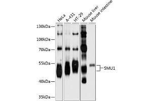Western blot analysis of extracts of various cell lines, using SMU1 antibody  at 1:1000 dilution. (SMU1 anticorps  (AA 1-220))