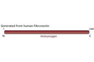 Image no. 3 for anti-Fibronectin antibody (ABIN967729)