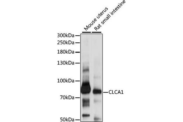 CLCA1 抗体  (AA 22-150)