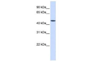 Western Blotting (WB) image for anti-Jumonji Domain Containing 5 (JMJD5) antibody (ABIN2460019) (JMJD5 anticorps)