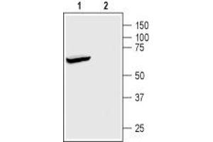 Western blot analysis of rat brain membranes: - 1. (KCNK2 anticorps  (Intracellular, N-Term))