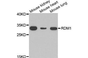 Western blot analysis of extracts of various cell lines, using RDM1 antibody. (RDM1 anticorps)