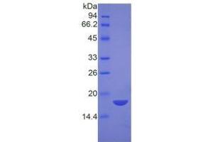 SDS-PAGE of Protein Standard from the Kit (Highly purified E. (NPM1 Kit ELISA)