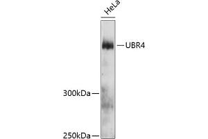 Western blot analysis of extracts of HeLa cells, using UBR4 antibody (ABIN6132109, ABIN6149861, ABIN6149862 and ABIN6215787) at 1:3000 dilution. (UBR4 anticorps  (AA 4884-5183))