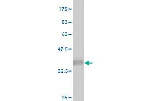Western Blot detection against Immunogen (36. (DUSP5 anticorps  (AA 286-384))