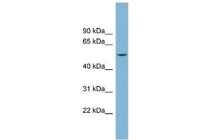 WB Suggested Anti-CHST1 Antibody Titration: 0. (CHST1 anticorps  (Middle Region))