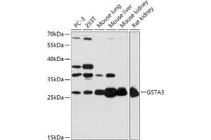 Western blot analysis of extracts of various cell lines, using GST antibody (ABIN7267440) at 1:1000 dilution. (GSTA3 anticorps  (AA 1-222))