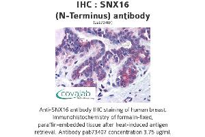 Image no. 1 for anti-Sorting Nexin 16 (SNX16) (N-Term) antibody (ABIN1739488) (SNX16 anticorps  (N-Term))