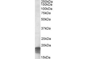 ABIN571050 (0. (SDHAF1 anticorps  (C-Term))