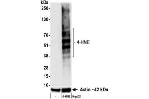 Western Blotting (WB) image for anti-4-Hydroxynonenal (HNE) antibody (ABIN7795712) (Recombinant HNE anticorps)