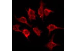ABIN6276164 staining NIH-3T3 by IF/ICC. (OR5A2 anticorps)