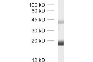 Western Blotting (WB) image for anti-Claudin 11 (CLDN11) (AA 188-207) antibody (ABIN1742489) (Claudin 11 anticorps  (AA 188-207))
