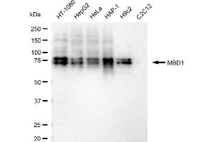 Western blotting analysis using MBD1 antibody (ABIN7799385).